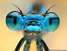 Fotos macro de olhos de insetos geram efeitos incríveis - BBC - UOL ...
