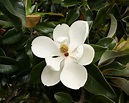 File:Magnolia grandiflora - flower 1.jpg - Wikimedia Commons