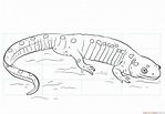 How to draw a salamander | Step by step Drawing tutorials