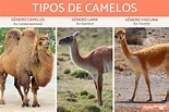 TIPOS de CAMELOS - Exemplos, características e habitats