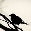 Bird Shadow Photograph by Aza Johnson