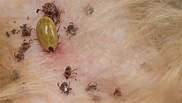 Seed Ticks on Dogs - How Do You Get Rid of Them? - Petculiars