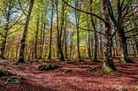 Go and discover France’s most beautiful forests