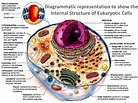 UNIT ONE: Cell and Cell Division - AICE Biology Cambridge Portfolio