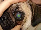 Enfermedades oculares en perros - Clínica Veterinaria Pancho Cavero