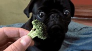 13 Adorable GIFs of Puppies Eating People Food