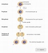 What is mitosis? | Facts | yourgenome.org
