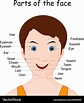 Parts of the human face Royalty Free Vector Image
