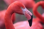 Fapte fascinante despre Flamingo