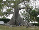 Giant Ficus at Flagler Museum, FL | A humongous tree on the … | Flickr