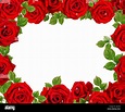 Frame of roses.Red roses on a white background.Background abstract made ...
