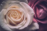 200 多张免费的“黑暗玫瑰”和“玫瑰”照片 - Pixabay
