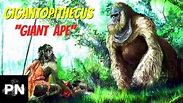 Gigantopithecus: The Real King Kong - YouTube
