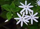 Jasminum multiflorum - Star jasmine care and culture | Travaldo's blog