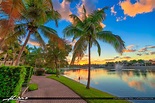 Coconut Tree along Lake at Palm Beach Gardens | HDR Photography by ...
