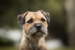 15 Types of Terrier Dog Breeds: Small & Large (With Pictures) | Pet Keen