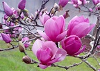 Saucer magnolia blooms herald arrival of spring | Mississippi State ...