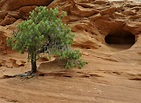 12 Species of Juniper Trees and Shrubs