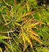 Japanese-maple-leaf