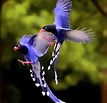 As aves MAIS BONITAS do mundo! | Beautiful birds, Wild birds, Pretty birds