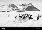 Mr Forbush and the Penguins, 1971 Film Stock Photo - Alamy