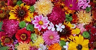 Pictures Of Flowers That Are Colored | Best Flower Site