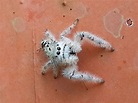 Saltarina blanca (Arachnids of Mazatlan City Nature Challenge ...