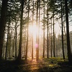 Sun Rays Through Forest Trees Wallpapers - Wallpaper Cave