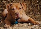 Adorable red nose Pitt | Pitbull puppies, Pitbulls, Red nose pitbull