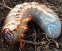 Larva Pupa Hercules Beetle : Beetle larva - Eastern hercules beetle ...