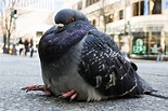 What Obese People Can Learn from Pigeons | Cute pigeon, Pigeon funny ...