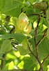 Magnoliaceae - Magnolia Family (Tree and Shrub Images)