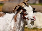300+ Free Billy Goat & Goat Images - Pixabay
