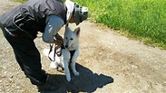 災害救助犬･岩手 - 5月20日(日)滝沢市にて訓練会を行いました。お天気にも恵まれ岩手山もくっきり🏔️。出動に備え訓... | Facebook