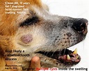 2010vets: 1478. A 15-year-old dog has a large facial lump below the eye ...