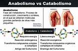 Anabolismo E Catabolismo Sao Processos Celulares - EDUCA