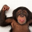 Chimpanzee, facts and photos
