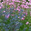 Kleiner Mannstreu 'Blauer Zwerg': dein Garten ökologisch & pflegeleicht