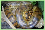 Animales y Plantas de Perú: Anaconda – Eunectes murinus