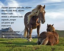 Imágenes de caballos con frases de amor | Imagenes de amor gratis