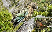 Kea (Nestor notabilis) static & in flight - endemic - New Zealand ...