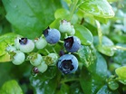 Arándano azul | SFC Plant Wiki