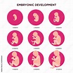 Embryo development month by month infographic elements with embryonics ...