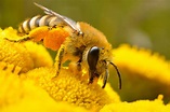 Bee On A Yellow Flower - 5480x3653 Wallpaper - teahub.io