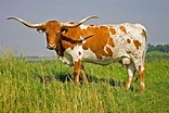 Texas Longhorn Cattle Info, Size, Lifespan, Uses, and Pictures