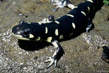 California Tiger Salamander - Ambystoma californiense