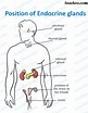 Hormones - What are they, which gland secretes them - Teachoo