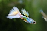Why Is Guppies The Perfect Pet So Famous? Fish Guppy