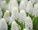 Muscari 'White Magic' bulbs — Buy white 'Grape Hyacinths' online at ...