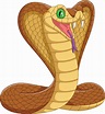 serpiente cobra real de dibujos animados sobre fondo blanco 7271009 ...